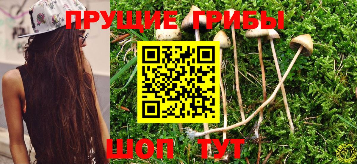 где можно купить   Галлюциногенные грибы Cubensis  Вход с VPN  Грязи 